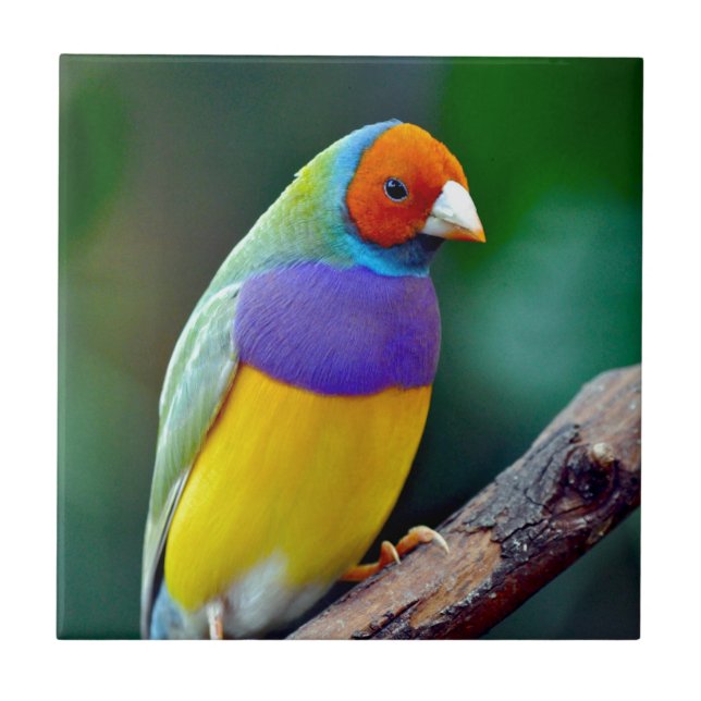 Colorful gouldian finch tile (Front)