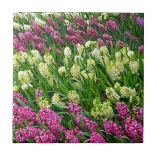 Colorful hyacinth flower garden tile