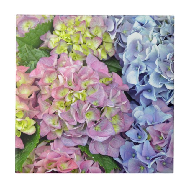 Colorful hydrangea flowers tile (Front)