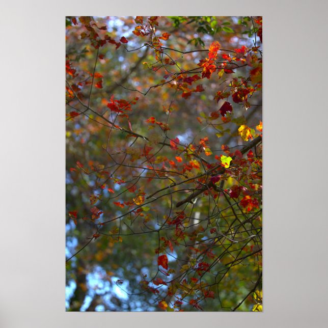 Colorful Leaves Poster (Devant)
