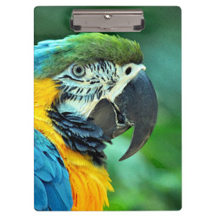 Colorful macaw parrot clipboard
