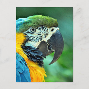 Colorful macaw parrot postcard