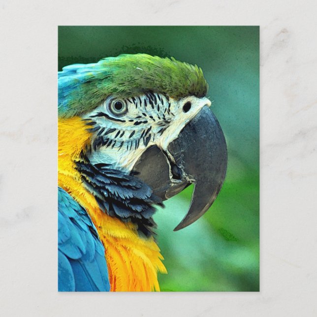 Colorful macaw parrot postcard (Front)