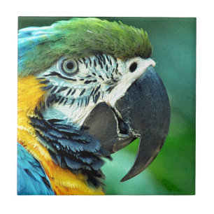 Colorful macaw parrot tile