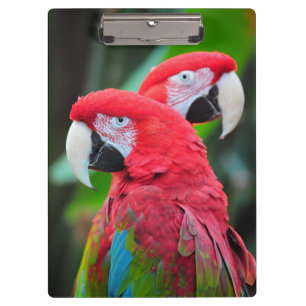 Colorful macaw parrots clipboard