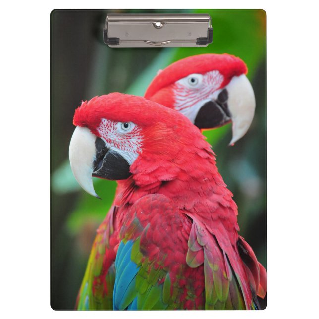 Colorful macaw parrots clipboard (Front)