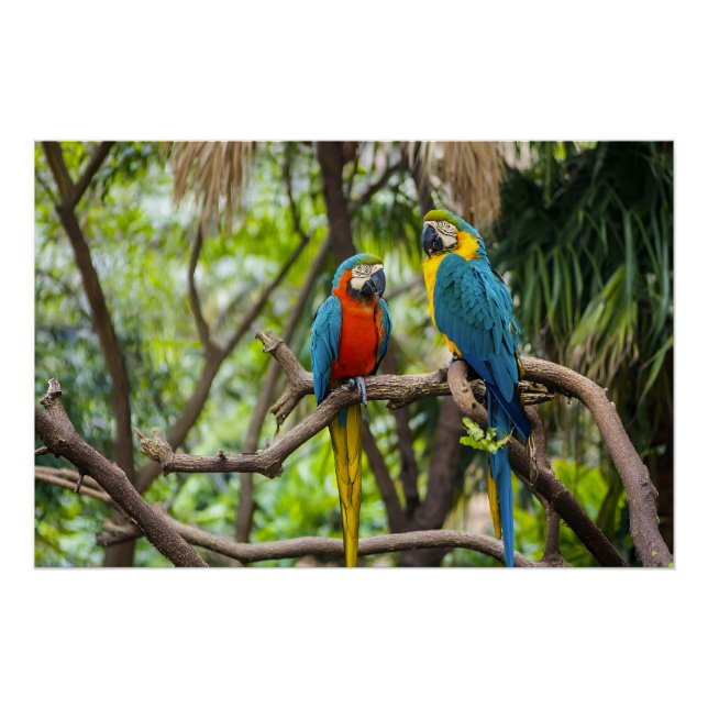 Colorful Macaw Parrots Perched Together Poster (Front)