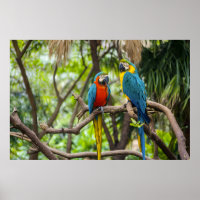 Colorful Macaw Parrots Perched Together