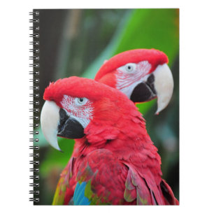 Colorful macaw parrots poster notebook