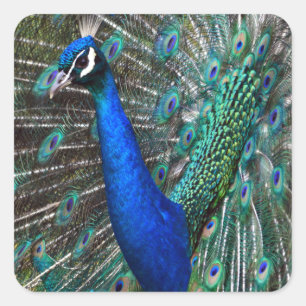 Colorful male peacock square sticker