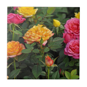 Colorful miniature roses tile