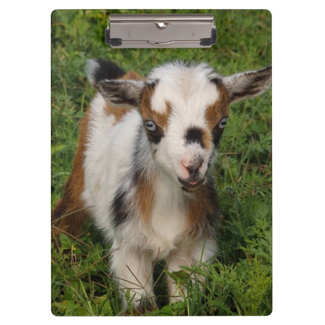 Colorful Nigerian Dwarf Goat Kid with Blue Eyes Clipboard (Front)
