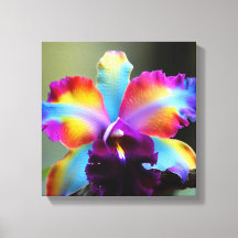 Colorful orchids