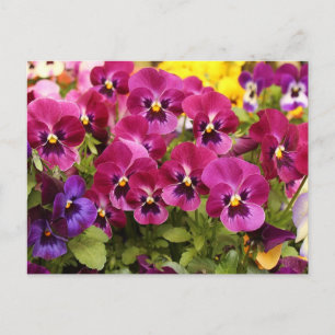 Colorful Pansy Flowers in the Garden Postcard