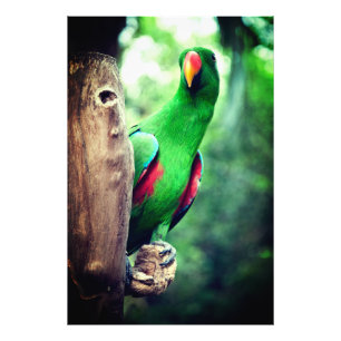 Colorful Parrot Macaw Bird  Photo Print