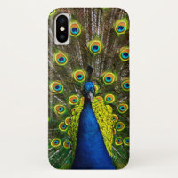 Colorful peacock
