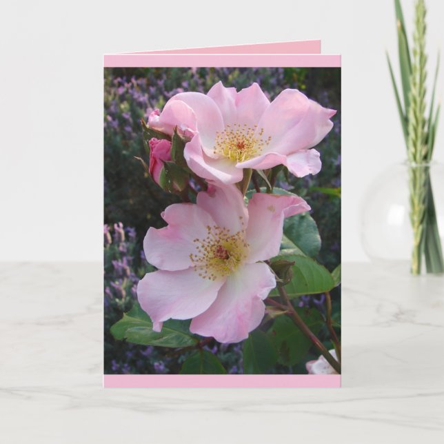 Colorful Pink Sparrieshoop Rose Greetings Card (Front)