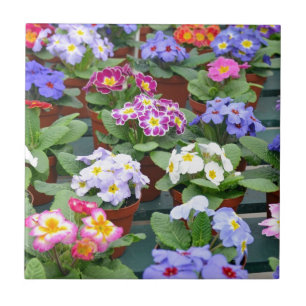 Colorful primroses garden tile