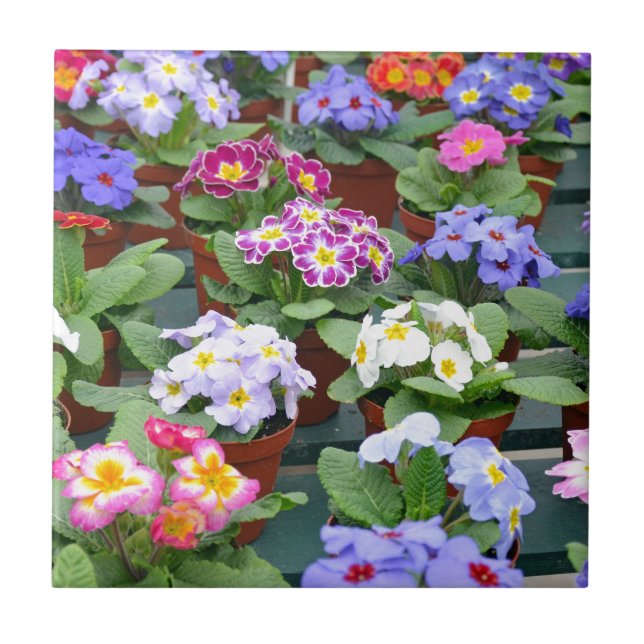 Colorful primroses garden tile (Front)