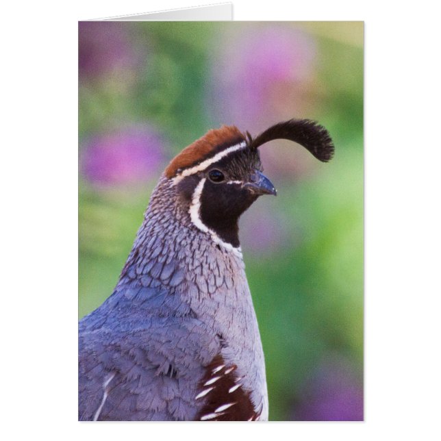 Colorful quail (Devant)