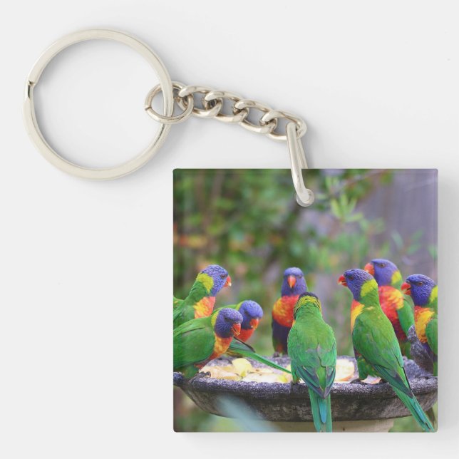 Colorful Rainbow Lorikeet Parrots Eating (Devant)