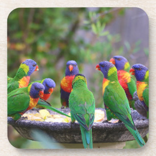 Colorful Rainbow Lorikeet Parrots Eating Coaster