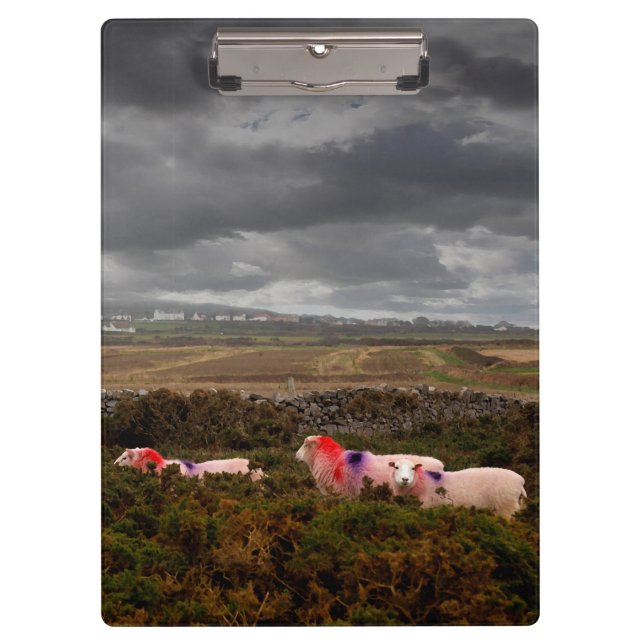 Colorful sheep clipboard (Front)