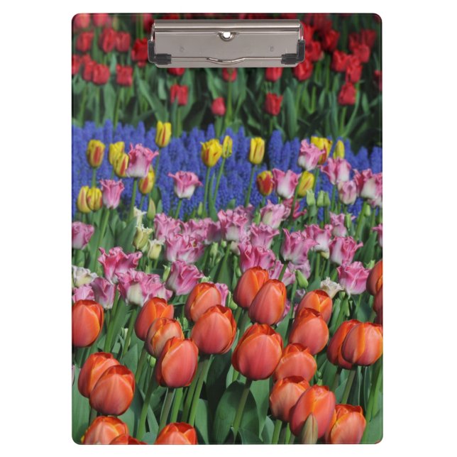 Colorful spring tulips clipboard (Front)
