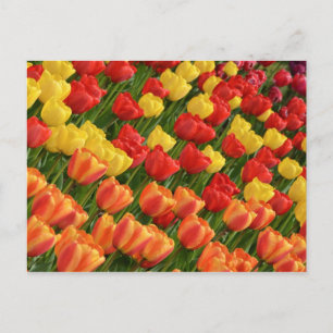 Colorful spring tulips postcard