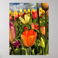 Colorful Spring Tulips