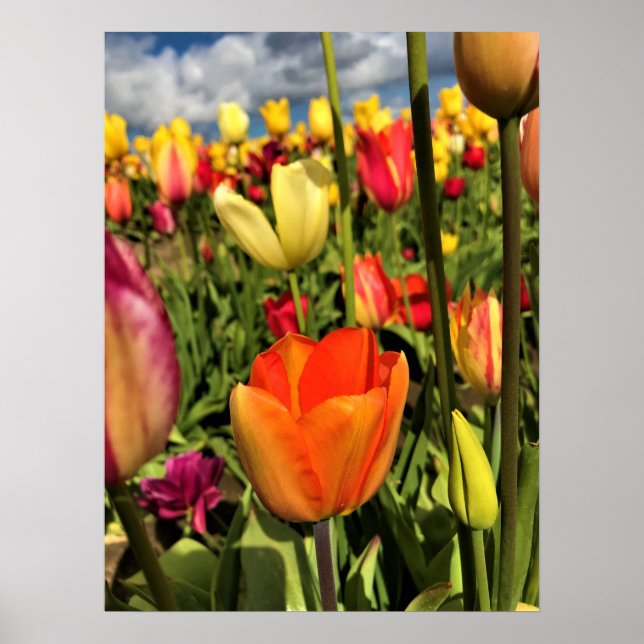 Colorful Spring Tulips Poster (Front)