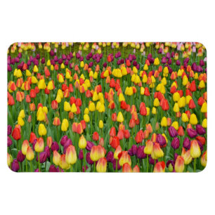 Colorful spring tulips print magnet