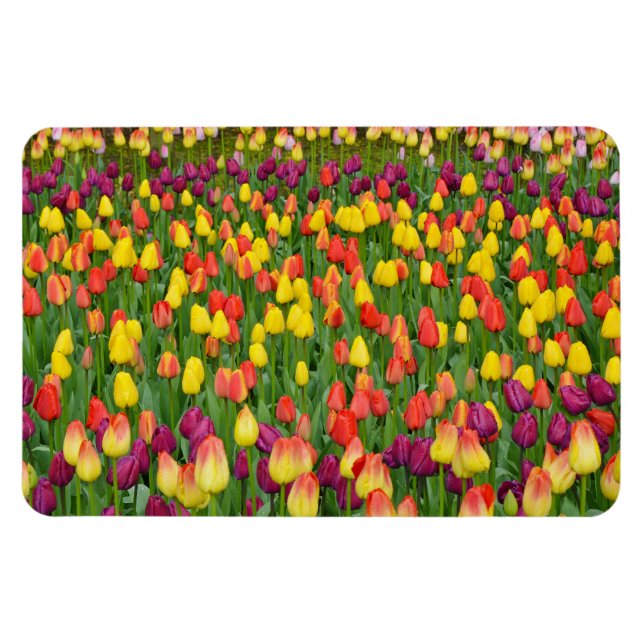 Colorful spring tulips print magnet (Horizontal)