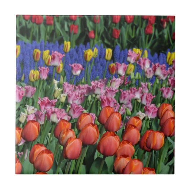 Colorful spring tulips tile (Front)