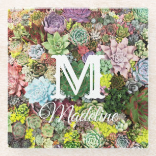 Colorful Succulents Glass Coaster