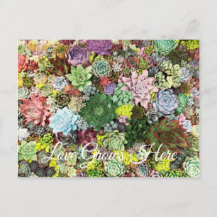 Colorful Succulents Postcard