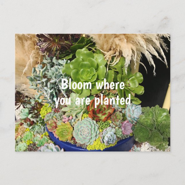 Colorful Succulents with Silver Grass Postcard (Front)