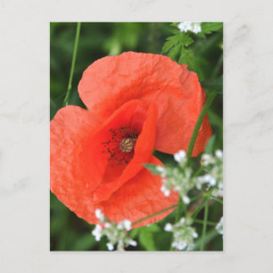 Colorful summer field poppy flower in green vegeta postcard