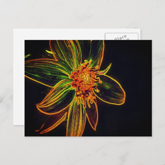 Colorful Sunflower Abstract Flower Art Postcard (Front/Back)
