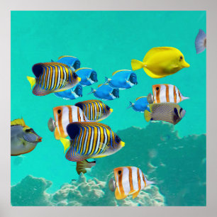 Colorful Tropical Fish Cruising A Coral Reef Poster