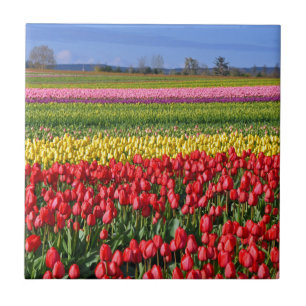 Colorful tulip field tile