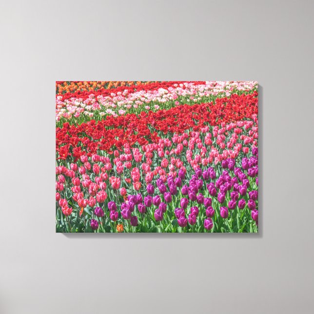 Colorful tulip field view canvas print (Front)