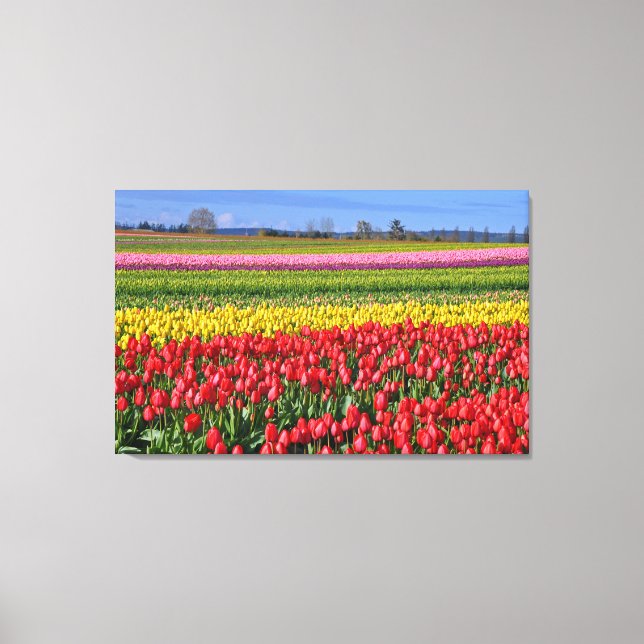 Colorful tulips landscape canvas print (Front)