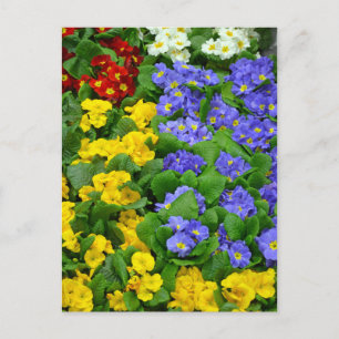 Colorful winter primroses pattern postcard