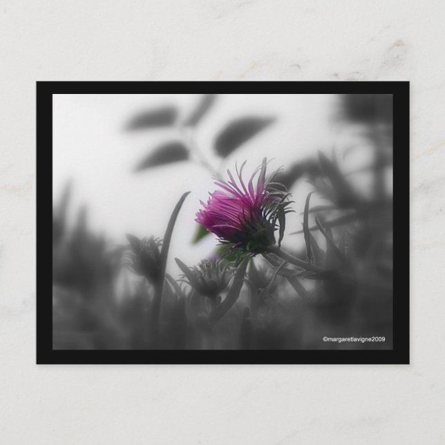 Colorized Aster with Black Border Postcard (Front)
