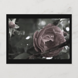 Colorized Rose & Raindrops Digital Mini Print Postcard