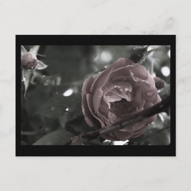 Colorized Rose & Raindrops Digital Mini Print Postcard (Front)