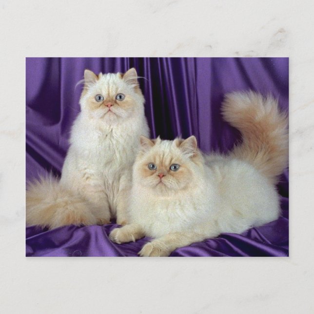 Colorpoint Longhair, cream point colorpoint Postcard (Front)