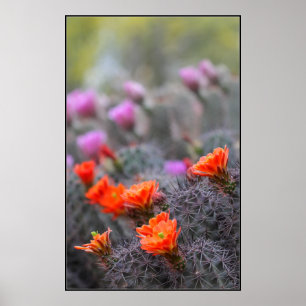 Colors of the desert poster