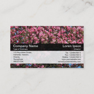 Colour Band - Black - Pink Cherry Blossom Business Card